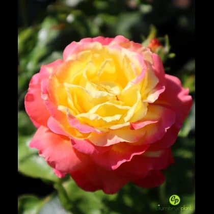 POULMAN ORIENT EXPRESS